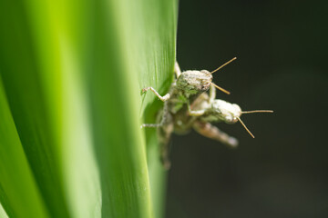 grasshopper on a leaf