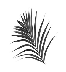 black leaves of palm tree on white background