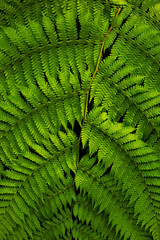 Fototapeta premium Close up of fern leaf. Lush green tropical plant. Fern leaf for background. Nature and environment concept. Bali, Indonesia.