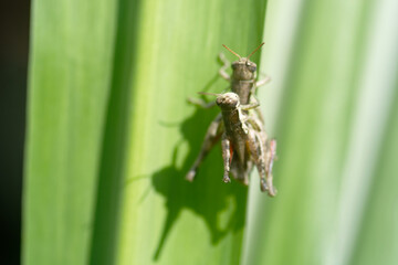 grasshopper on a leaf