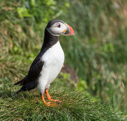 The Atlantic puffin (Fratercula arctica), also known as the common puffin, is a species of seabird in the auk family.