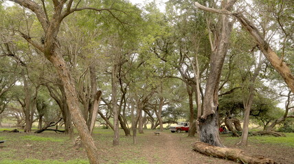 Fototapeta na wymiar Parque en el Espinillo - Chaco