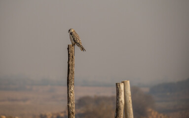 Juvenile black-shouldered kite isolated perched on top of a pole on a misty winter morning on the Highveld in Gauteng in South Africa