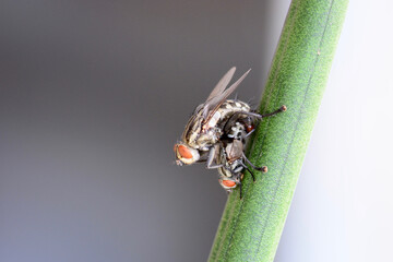 fly on leaf