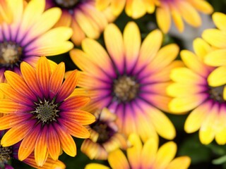 Fototapeta premium Rudbeckia Flowers, ornamental yellow-reddish daisy blooming in the early summer