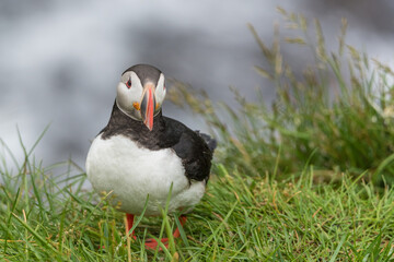 The Atlantic puffin (Fratercula arctica), also known as the common puffin, is a species of seabird in the auk family.