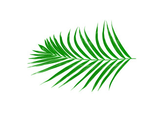 Green leaves of palm tree isolated on white background