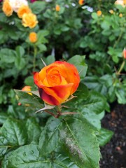 orange red rose