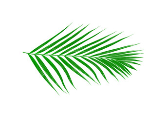 Green leaves of palm tree isolated on white background