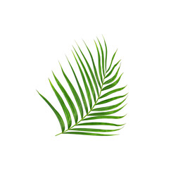 Green leaves of palm tree isolated on white background