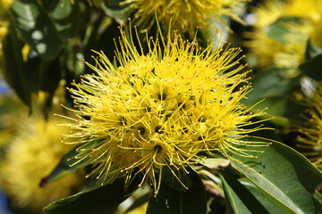 Beautiful Yellow flowering gum tree in Queensland, Australia