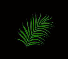 Green leaves of palm tree isolated on black background