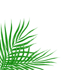 Green leaves of palm tree isolated on white background