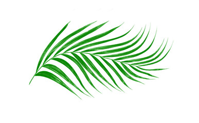Fototapeta premium Green leaves of palm tree isolated on white background
