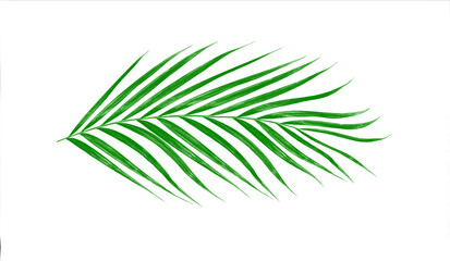 Green leaves of palm tree isolated on white background