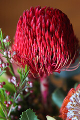 Closeup of beautiful Protea flowers