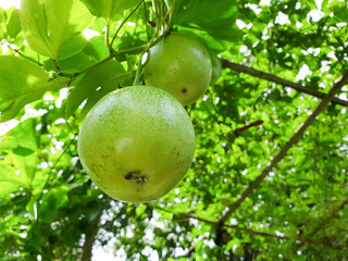 Fresh passion fruit from the tree consists of the fruit and its tree.