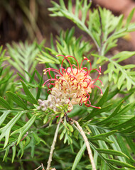 Closeup of pink and yellow Grevillea flower located in Queensland, Australia