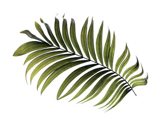 Green leaves of palm tree on white background