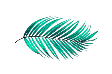 Green leaves of palm tree on white background