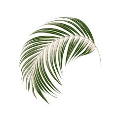 Green leaves of palm tree on white background