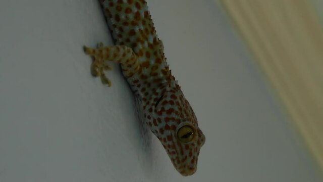 Tockay gecko on gray surface. From above Asian specie of lizard named tockay gecko crawling on gray surface in evening.