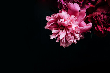 Beautiful peony on black. Floral background. Soft focus, copy space