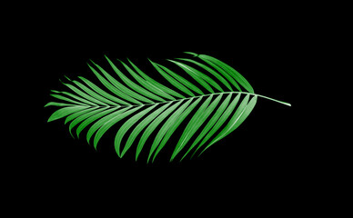 leaves of palm tree on black background