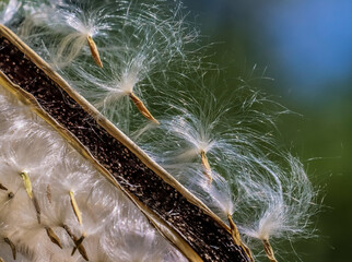 Dispersal is the key to its success! 