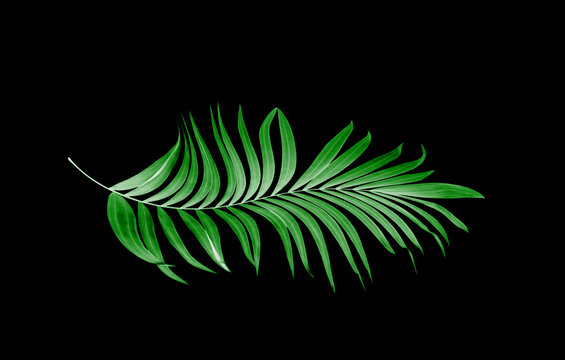 leaves of palm tree on black background