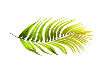Green leaves of palm tree on white background