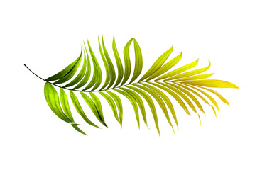 Green leaves of palm tree on white background
