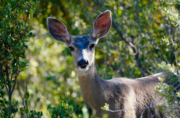Close up of a Mule Deer Doe in a forest setting, looking at the camera.