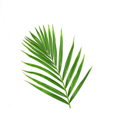 Green leaf of palm tree on white background