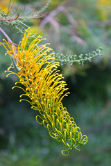 Beautiful pink and yellow Grevillea surrounded by green leaves