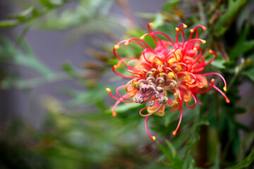 Beautiful pink and yellow Grevillea surrounded by green leaves