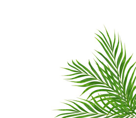 Fototapeta na wymiar Green leaf of palm tree on white background