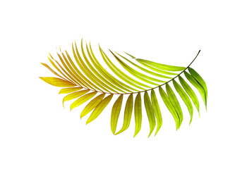 Green leaf of palm tree on white background