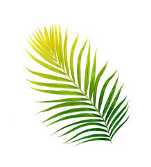 Green leaves of palm tree isolated on white background