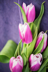 Five beauthiful white and purple tulips on violet background