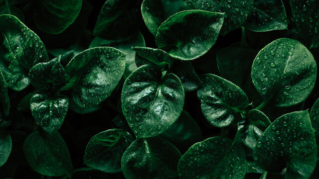 abstract tropical Green leaves pattern background, Natural background and wallpaper