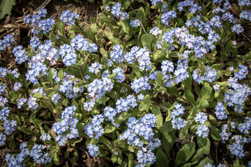 Blooming forget-me-nots Blue forget-me-nots . Selective focus.