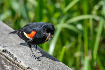 Red-winged blackbird bringing the food to the nest.    Vancouver BC Canada
