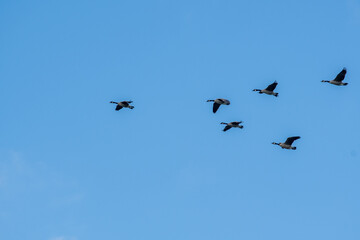 Flock of Canada geese flying in the sky.  Vancouver BC Canada 
