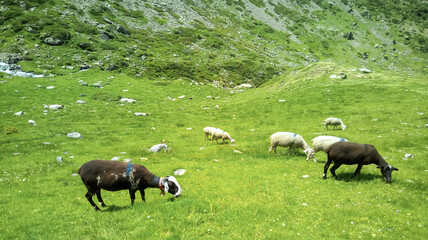 group of sheeps grazing on grassy green field
