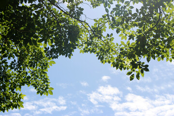 Green leafs in summer on blue sky