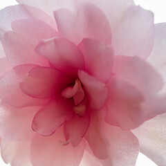 Backlit flower with sunlight