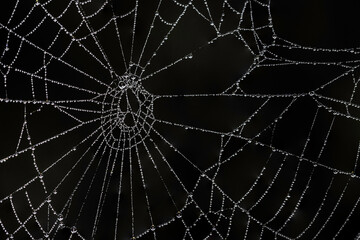 Water droplets from fog on a spider web