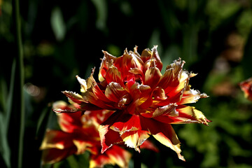 Fototapeta premium red flower in autumn