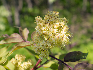 flowering elderberry close up